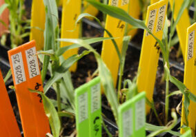 plants with detailed labels