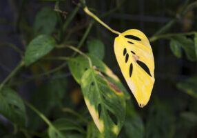 plant