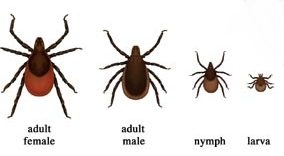 ticks