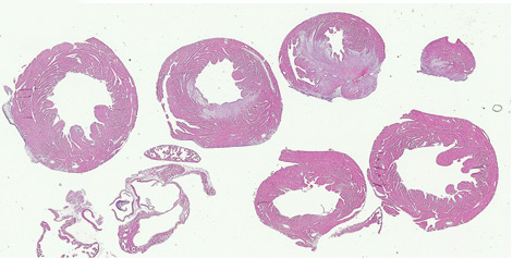 Research Histology Core Background Img