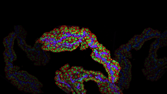 CCAM Microscopy User Facility Background Img