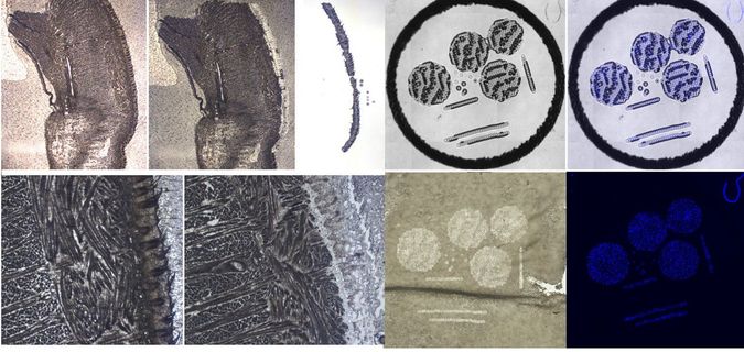 Laser Capture Microdissection (LCM) Core