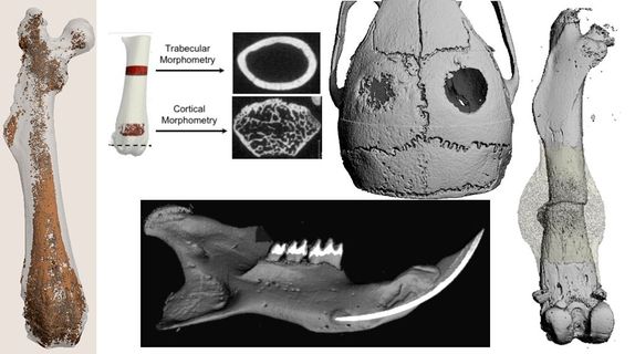 MicroCT Imaging Facility Background Img