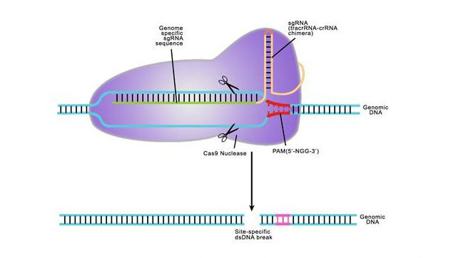 Genome Editing: Custom TALEN Design