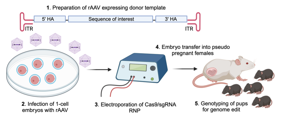 Image of mouse experiment