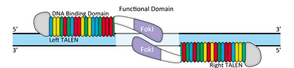 Genome Editing: Custom TALEN Design