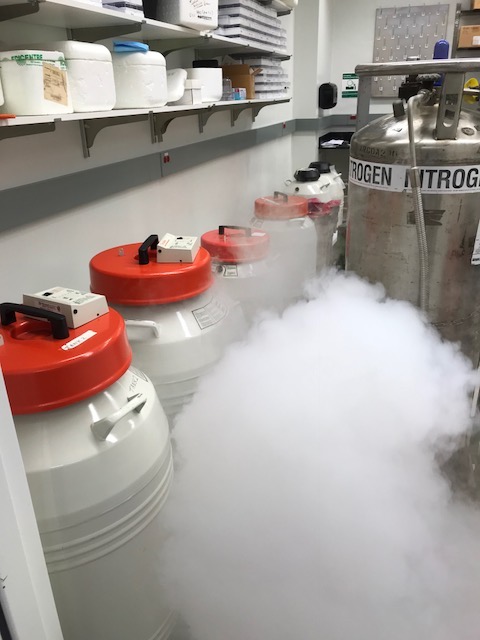 Mouse Embryo Cryopreservation
