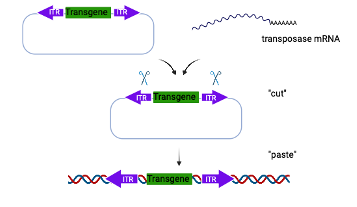 Transgenesis diagram image