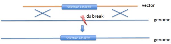 Genome Editing: Custom CRISPR Design