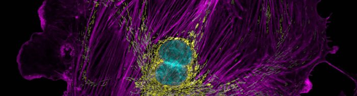 bpae cell scan