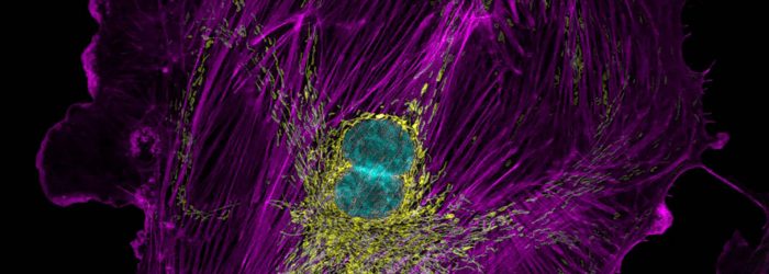 bpae cell scan
